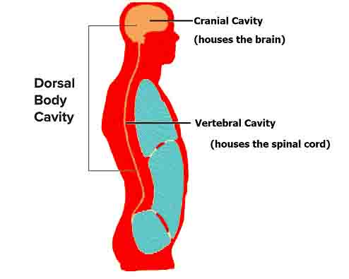 Dorsal Cavity