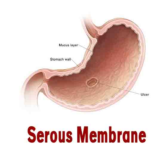 Serous Membrane