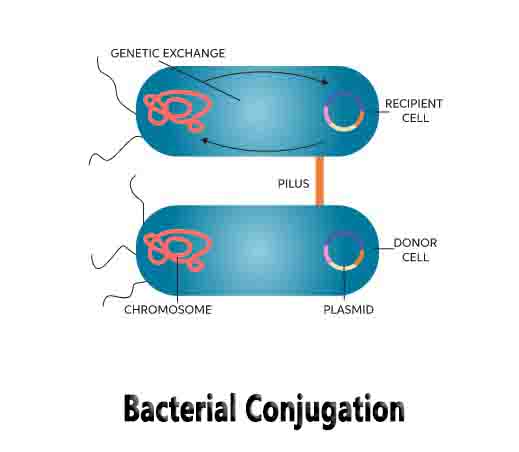 Bacterial Conjugation